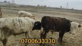 Оптом Бука баалары Дача суу 20.03.2021 ж