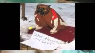СОБАКИ сделали это снова