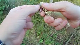 Приехал на незнакомый мне водоём и тут понеслось.Карась на поплавочную удочку в сентябре.