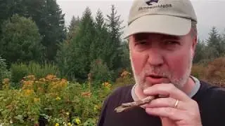 #SmokeATree - Smoke A Tree