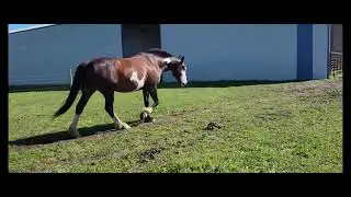 Horse Walk Cycle Reference