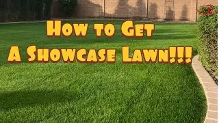 How to get a Showcase Lawn//Overseeding my lawn #overseeding #perennialryegrass  #kentuckybluegrass