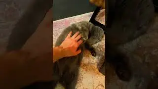 Киска загорает у камина 🥲😊🐈 