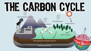 The Carbon Cycle