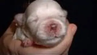 dog dogs puppy puppies