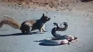 Deadliest animal fight