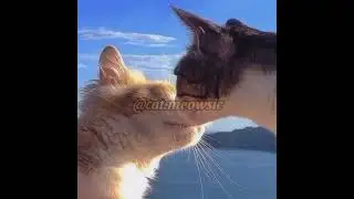 Cute Cat Video #shorts #funnyvideosclips #funnyvideos #funnyvideos2022 #catvideos #catvideo