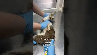 💔Этих котиков никто не замечает. Нас выселяют!