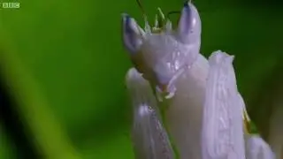 Rip kung fu mantis (ear rape)
