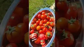 Today's harvest from my back garden