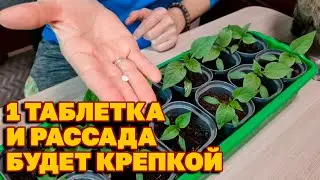 РАССАДА КРЕПКАЯ СТЕБЕЛЬ ЖИРНЫЙ ЛИСТ ЗЕЛЕНЫЙ ВАЖНАЯ ПОДКОРМКА 