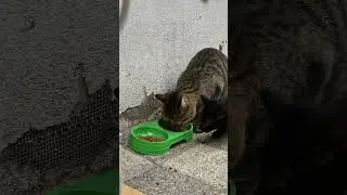 Женя и Веня, наши новые соседи