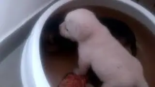 Little Odin