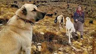 THE DIFFICULT MIGRATION JOURNEY OF THE YORUK FROM SARIKECI!! HD DOCUMENTARY