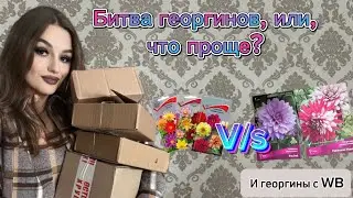 Какие георгины выбрать НОВИЧКУ💐❓Георгины с ВАЛДБЕРИЗ, стоит ли покупать❓
