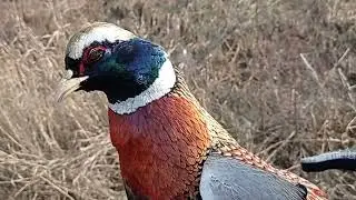 нашли фазана в кустах, думали живой...