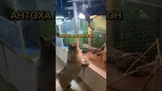 АНТОХА И ХАМЕЛЕОН 🦭🦎 #котантоха йеменский хамелеон