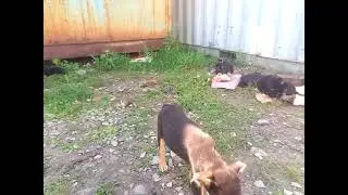 щенки дворняжек 5