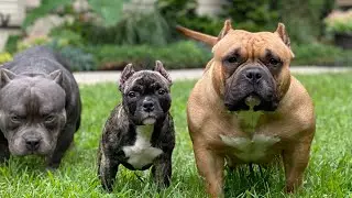 Co-owning a dog a privilege these clowns say? The real truth about co-owning