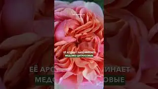 Роза, которая просто должна быть... 😉 в вашем саду, разумеется!