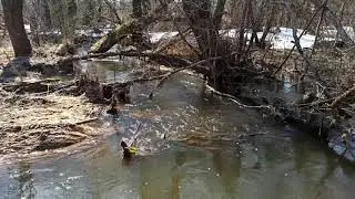 Relax Spring Nature of Moscow region 4K