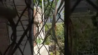 Попівський пес на території собору.