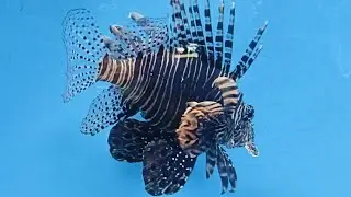 Moskvarium 🐟🐠 Москвариум