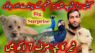 Lion Cub (شیر کا بچہ) in 7 lac only Sohail Birds Shop Rawalpindi Islamabad