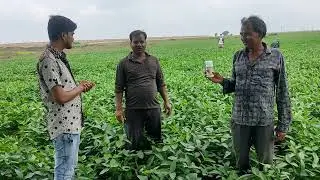 sistora insecticide | sistora tecnical | sistora insecticide uses in hindi #farming #insecticides