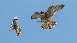 Peregrine Falcon : Facts about the worlds fastest bird