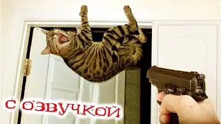 Funny animals! Funniest Cats and Dogs - 70