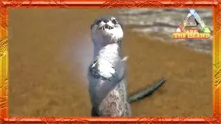 HARD OR EASY? Taming an Otter