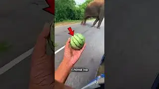 This elephant saved a watermelon for his family ❤️