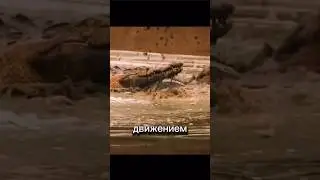 Крокодил против Гиены 