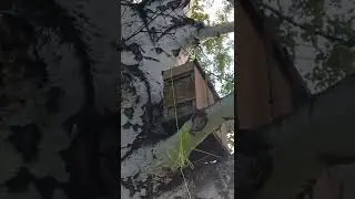рой пчел зашел в ловушку, ловушка для пчел