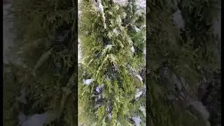 Сделайте это для своих деревьев сегодня! 
