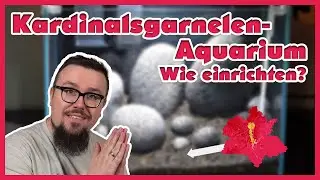 Das neue Kardinalsgarnelen Aquarium I Die Einrichtung