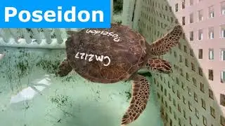Marine Science Center - Meet Our Sea Turtle Patients