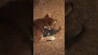 Пёс и кошечка Молли