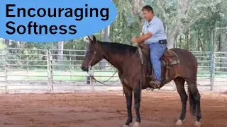 Apply hands and legs to encourage better responses