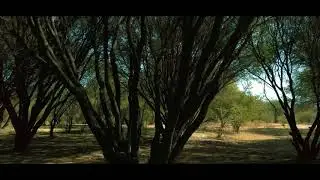 Entre Árboles
