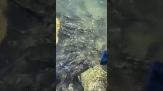 Pink salmon