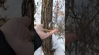 Птицы 7 декабря
