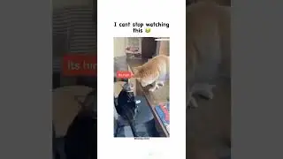 #viral #viralfeed #cat #catlover #cats #dogs #dog #doglover #funny #funnyvideo #funnyvideos
