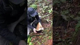 Mushrooms 2024 Eastern Europe 