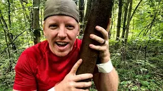 ASMR Tree Massage That Gets Deeper and Deeper into the Woods