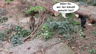 Tammy, Luna, Lilly und der gefällte Baum