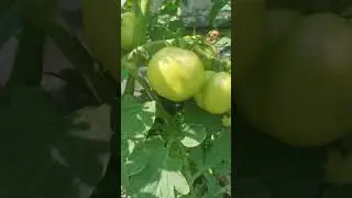 Краса Воронежа. Старинный местный томат.