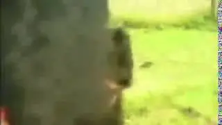Конь и хозяйка
