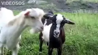 Колокольчики